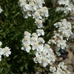 Achillea erba-rotta
