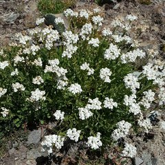 Achillea erba-rotta