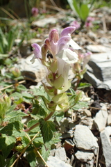 Scutellaria alpina