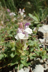 Scutellaria alpina
