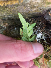 Polypodium amorphum