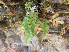 Polypodium amorphum