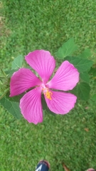 Pavonia