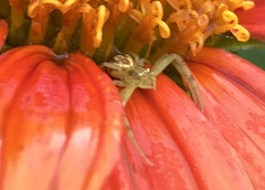 Misumenoides formosipes