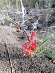 Babiana ringens australis