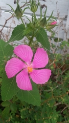 Pavonia