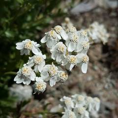 Achillea erba-rotta