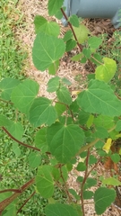 Pavonia