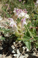 Scutellaria alpina
