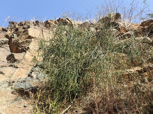 Euphorbia tirucalli