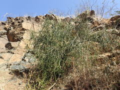 Euphorbia tirucalli