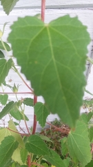 Pavonia