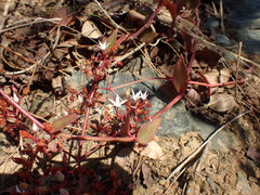 Crassula sarmentosa