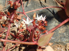 Crassula sarmentosa