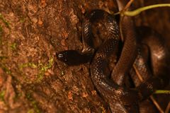 Lycodon travancoricus