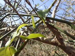 Dioscorea cotinifolia