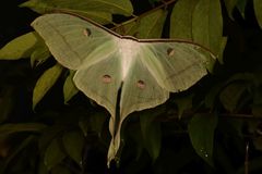 Actias selene