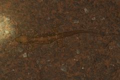 Hemidactylus prashadi