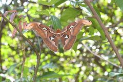 Attacus taprobanis