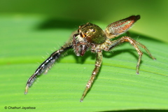 Colopsus