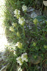 Scutellaria alpina