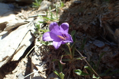 Campanula alpestris