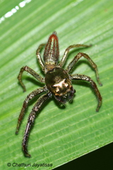 Colopsus