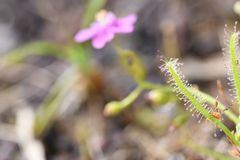 Drosera indica