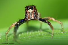 Colopsus