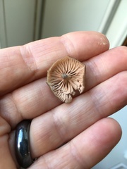 Entoloma lividocyanulum