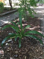 Hymenocallis littoralis