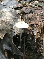 Entoloma lividocyanulum