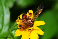 Scolia ceylonicola