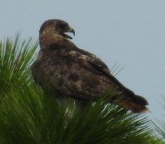 Buteo jamaicensis umbrinus
