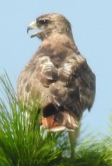 Buteo jamaicensis umbrinus