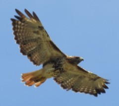 Buteo jamaicensis umbrinus