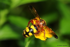 Scolia ceylonicola