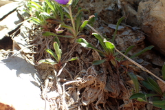 Campanula alpestris