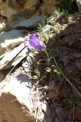 Campanula alpestris