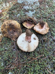 Russula ventricosipes