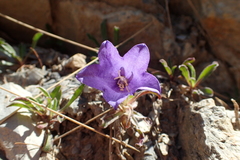 Campanula alpestris