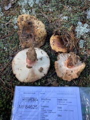 Russula ventricosipes