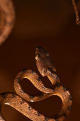 Boiga beddomei