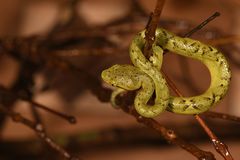 Craspedocephalus gramineus