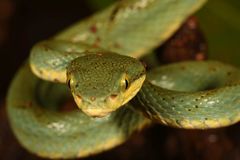 Craspedocephalus gramineus