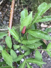 Desmocerus aureipennis