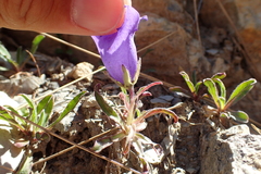 Campanula alpestris