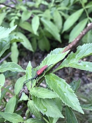 Desmocerus aureipennis