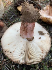 Russula ventricosipes