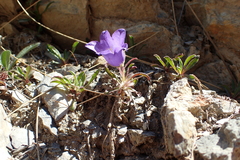Campanula alpestris
